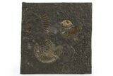 Fossil Ammonite Cluster - Posidonia Shale, Germany #305720-1